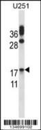 Choriogonadotropin subunit beta antibody, 57-851, ProSci, Western Blot image 