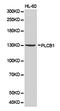 Phospholipase C Beta 1 antibody, PA5-76089, Invitrogen Antibodies, Western Blot image 