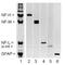 Nf68 antibody, TA336602, Origene, Western Blot image 