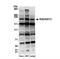 Kinetochore-associated protein 1 antibody, NB100-88130, Novus Biologicals, Western Blot image 
