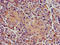 Phosphatidylcholine:ceramide cholinephosphotransferase 1 antibody, orb401060, Biorbyt, Immunohistochemistry paraffin image 