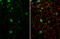 Dopamine Receptor D1 antibody, GTX100354, GeneTex, Immunofluorescence image 