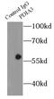 PDIA3 antibody, FNab02858, FineTest, Immunoprecipitation image 