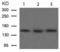 Nitric Oxide Synthase 3 antibody, TA323615, Origene, Western Blot image 