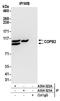 Coatomer Protein Complex Subunit Beta 1 antibody, A304-522A, Bethyl Labs, Immunoprecipitation image 