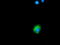 PKC-zeta-interacting protein antibody, TA502130, Origene, Immunofluorescence image 