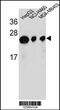 ATP Synthase Peripheral Stalk Subunit D antibody, 55-073, ProSci, Western Blot image 