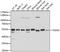 Transcriptional Adaptor 3 antibody, A6224, ABclonal Technology, Western Blot image 