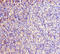 Rac GTPase-activating protein 1 antibody, orb40884, Biorbyt, Immunohistochemistry paraffin image 