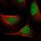Myosin IG antibody, NBP1-93704, Novus Biologicals, Immunofluorescence image 