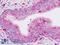 C-C Motif Chemokine Receptor 9 antibody, LS-B8985, Lifespan Biosciences, Immunohistochemistry frozen image 