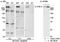 ATM Serine/Threonine Kinase antibody, A300-299A, Bethyl Labs, Immunoprecipitation image 