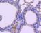Dual Specificity Phosphatase 1 antibody, NBP2-67909, Novus Biologicals, Immunohistochemistry paraffin image 