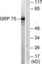mtHSP70 antibody, LS-B6047, Lifespan Biosciences, Western Blot image 