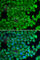 Heat shock protein beta-2 antibody, A2350, ABclonal Technology, Immunofluorescence image 
