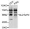 Monocarboxylate transporter 10 antibody, STJ112464, St John