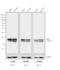 Mouse IgG antibody, SA1-100, Invitrogen Antibodies, Western Blot image 