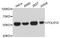 DNA-directed RNA polymerase I subunit RPA49 antibody, A11077, Boster Biological Technology, Western Blot image 