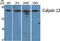 Calpain 12 antibody, GTX34157, GeneTex, Western Blot image 