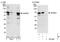 E3 ubiquitin-protein ligase MGRN1 antibody, NBP1-49929, Novus Biologicals, Western Blot image 