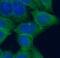 Cytochrome P450 Family 1 Subfamily A Member 2 antibody, FNab02148, FineTest, Immunofluorescence image 