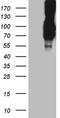 Proprotein Convertase Subtilisin/Kexin Type 9 antibody, TA811840S, Origene, Western Blot image 