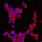 NLR Family Pyrin Domain Containing 3 antibody, MA5-23919, Invitrogen Antibodies, Immunocytochemistry image 
