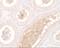 WW Domain Containing Adaptor With Coiled-Coil antibody, A04941, Boster Biological Technology, Immunohistochemistry frozen image 
