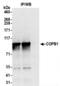 Coatomer subunit beta antibody, NBP2-41358, Novus Biologicals, Immunoprecipitation image 