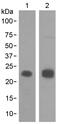 Mucin 1, Cell Surface Associated antibody, ab109185, Abcam, Western Blot image 