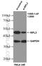 60S ribosomal protein L3 antibody, 11005-1-AP, Proteintech Group, Western Blot image 