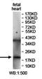 Iron-sulfur cluster assembly enzyme ISCU, mitochondrial antibody, orb78060, Biorbyt, Western Blot image 