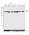 WEE1 G2 Checkpoint Kinase antibody, PA5-15385, Invitrogen Antibodies, Western Blot image 