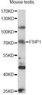Fibrous sheath-interacting protein 1 antibody, LS-C749951, Lifespan Biosciences, Western Blot image 