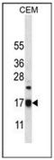 Mitochondrial Ribosomal Protein S12 antibody, AP52751PU-N, Origene, Western Blot image 