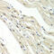 Rent1 antibody, 15-057, ProSci, Immunohistochemistry frozen image 