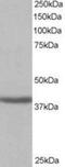 Sirtuin 4 antibody, NB100-1406, Novus Biologicals, Western Blot image 