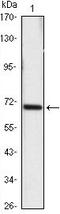 HSP70 antibody, LS-C171487, Lifespan Biosciences, Western Blot image 