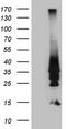 Homeobox D4 antibody, CF809472, Origene, Western Blot image 