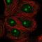 Importin 4 antibody, PA5-66830, Invitrogen Antibodies, Immunofluorescence image 