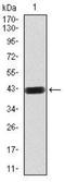 Mel antibody, NBP2-52548, Novus Biologicals, Western Blot image 