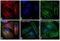 Mouse IgG (H+L) antibody, A-31571, Invitrogen Antibodies, Immunofluorescence image 