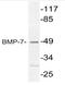 Bone Morphogenetic Protein 7 antibody, AP20768PU-N, Origene, Western Blot image 