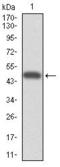 Cytochrome P450 Family 3 Subfamily A Member 4 antibody, GTX60577, GeneTex, Western Blot image 