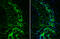 SH3 Domain Containing GRB2 Like 1, Endophilin A2 antibody, GTX133339, GeneTex, Immunohistochemistry frozen image 