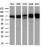GRIP1 Associated Protein 1 antibody, GTX84411, GeneTex, Western Blot image 