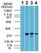 G Protein-Coupled Bile Acid Receptor 1 antibody, ab72608, Abcam, Western Blot image 