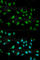 Bone Morphogenetic Protein Receptor Type 1B antibody, A2005, ABclonal Technology, Immunofluorescence image 