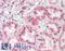 Ribonuclease T2 antibody, LS-B8807, Lifespan Biosciences, Immunohistochemistry frozen image 