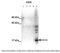Caveolin-2 antibody, 27-223, ProSci, Western Blot image 